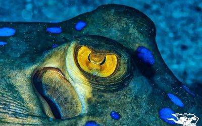 Underwater Diving with Jose Maria – Red Sea