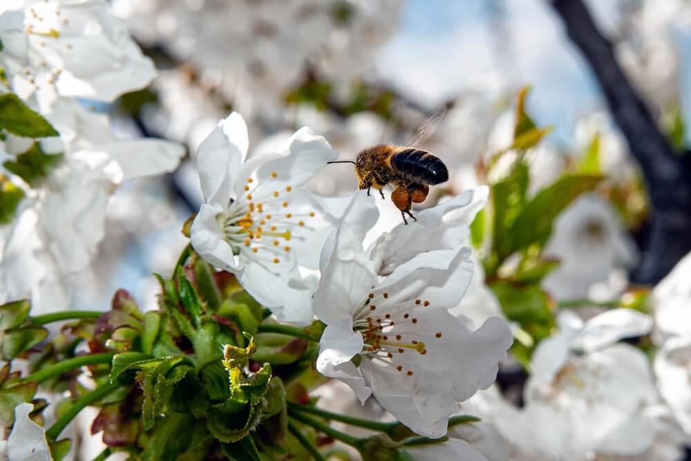 Cerezos en flor con ¨visitante¨ en la zona de Albanchez cerca de Ubeda-Spain ©️ Jose Maria Abad Ortega