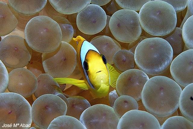 Clownfish - Red Sea ©️ Jose Maria Abad Ortega