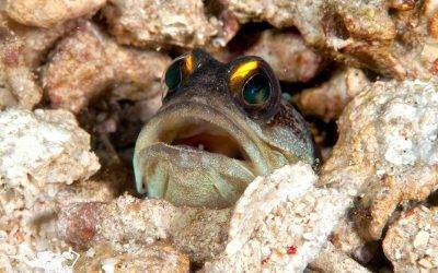 Underwater Diving with Jose Maria – Indonesia